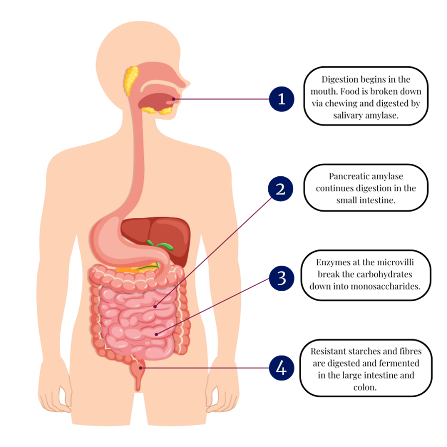 How carbohydrates are digested